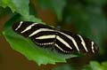 033 Zebrafalter - Heliconius charitonius